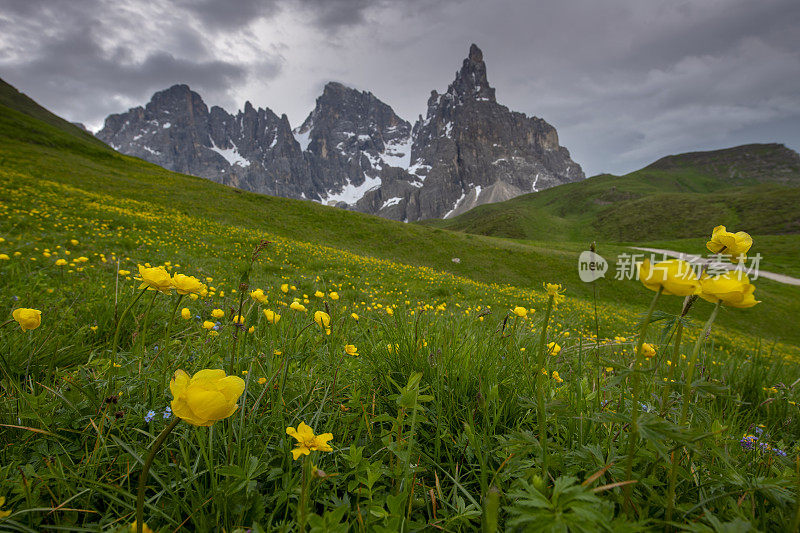 意大利dolomiti，黄花草地，以Pale di San Martino为背景，云彩